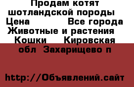 Продам котят шотландской породы › Цена ­ 2 000 - Все города Животные и растения » Кошки   . Кировская обл.,Захарищево п.